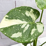 Monstera Thai Constellation Cheese Plant Variegated 10.5cm Pot House Plant