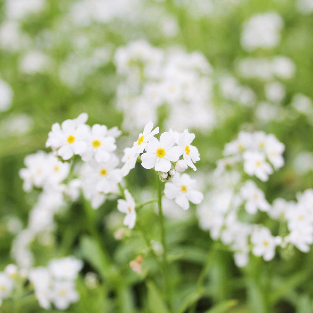 Myosotis Scorpioides Snowflakes Aquatic Pond Plant - Water Forget-Me-Not Aquatic Plants