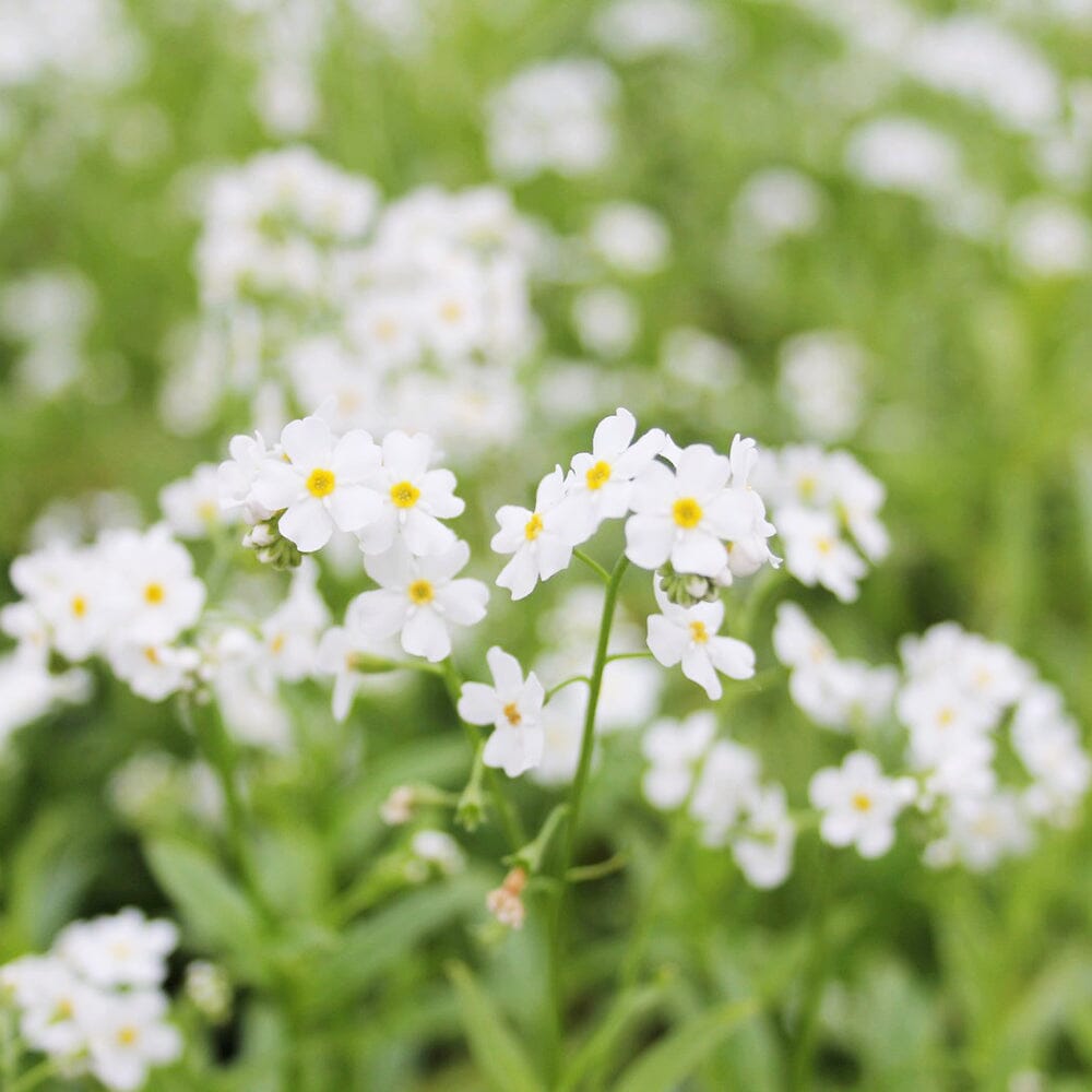 Myosotis Scorpioides Snowflakes Aquatic Pond Plant - Water Forget-Me-Not Aquatic Plants