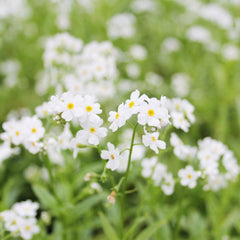 Myosotis Scorpioides Snowflakes Aquatic Pond Plant - Water Forget-Me-Not Aquatic Plants