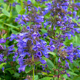Nepeta Blue Dragon  2L Perennial Plant