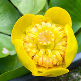 Nuphar Lutea Aquatic Pond Plant - Yellow Water Lily