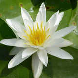 Nymphaea Alba Aquatic Pond Plant - Water Lily
