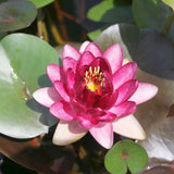 Nymphaea Almost Black Aquatic Pond Plant - Water Lily