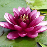 Nymphaea Almost Black Aquatic Pond Plant - Water Lily Aquatic Plants