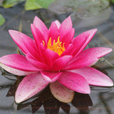 Nymphaea Attraction Aquatic Pond Plant - Water Lily