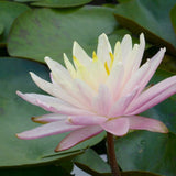 Nymphaea Barbara Dobbins Aquatic Pond Plant - Water Lily Aquatic Plants