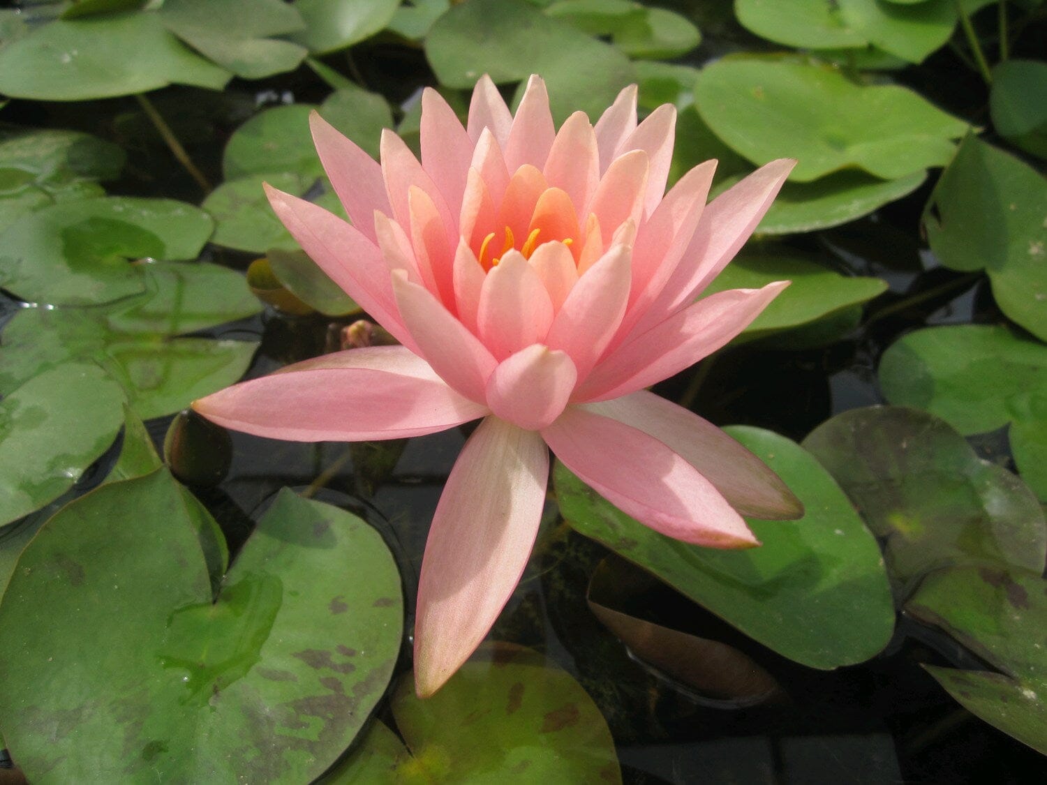 Nymphaea Colorado Aquatic Pond Plant - Water Lily Aquatic Plants
