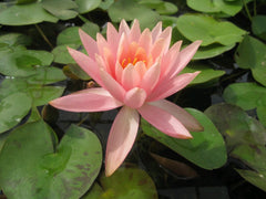 Nymphaea Colorado Aquatic Pond Plant - Water Lily Aquatic Plants