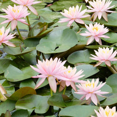 Nymphaea Colorado Aquatic Pond Plant - Water Lily Aquatic Plants