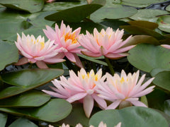 Nymphaea Colorado Aquatic Pond Plant - Water Lily Aquatic Plants