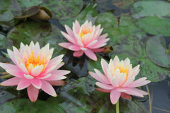 Nymphaea Colorado Aquatic Pond Plant - Water Lily Aquatic Plants