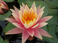 Nymphaea Colorado Aquatic Pond Plant - Water Lily Aquatic Plants