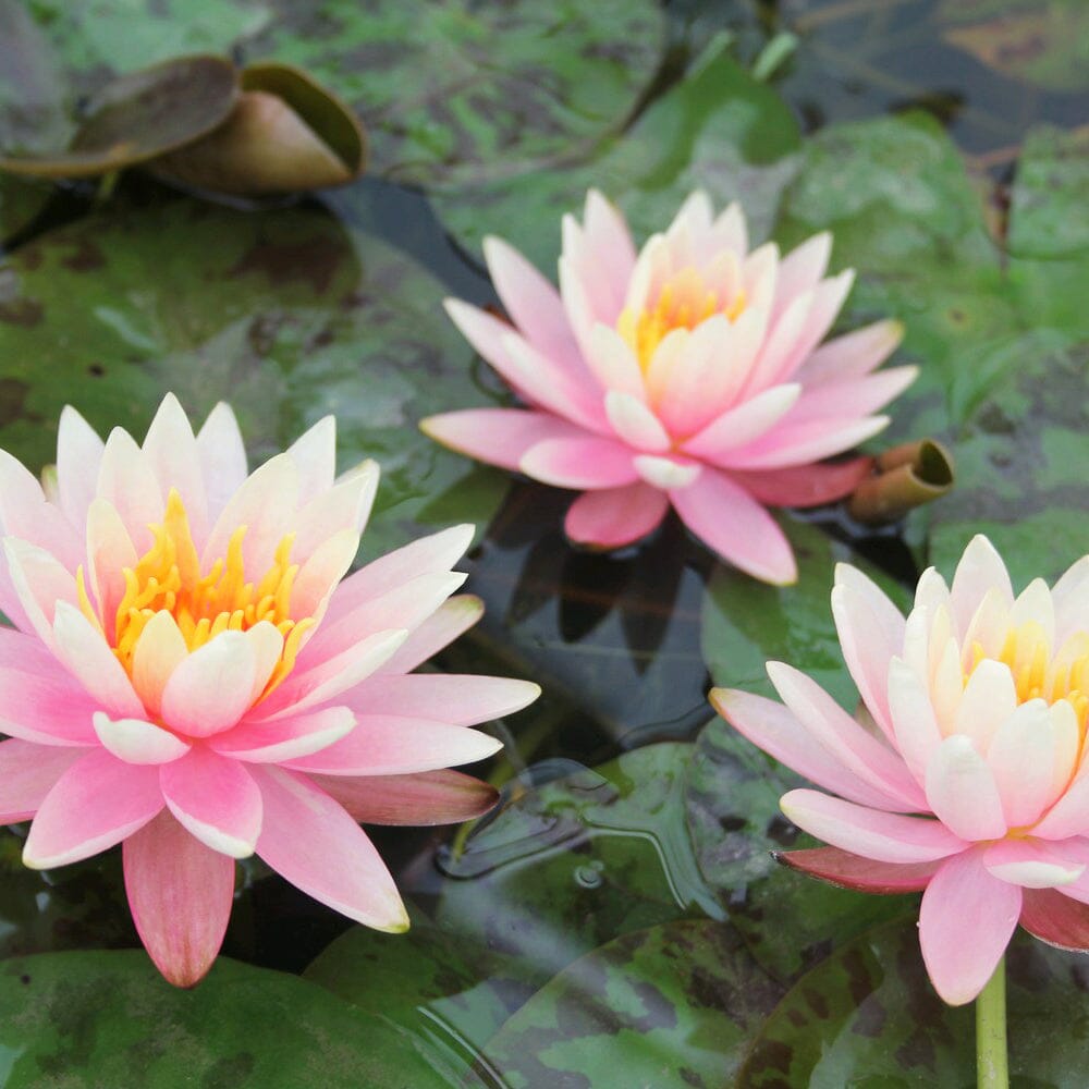 Nymphaea Colorado Aquatic Pond Plant - Water Lily Aquatic Plants