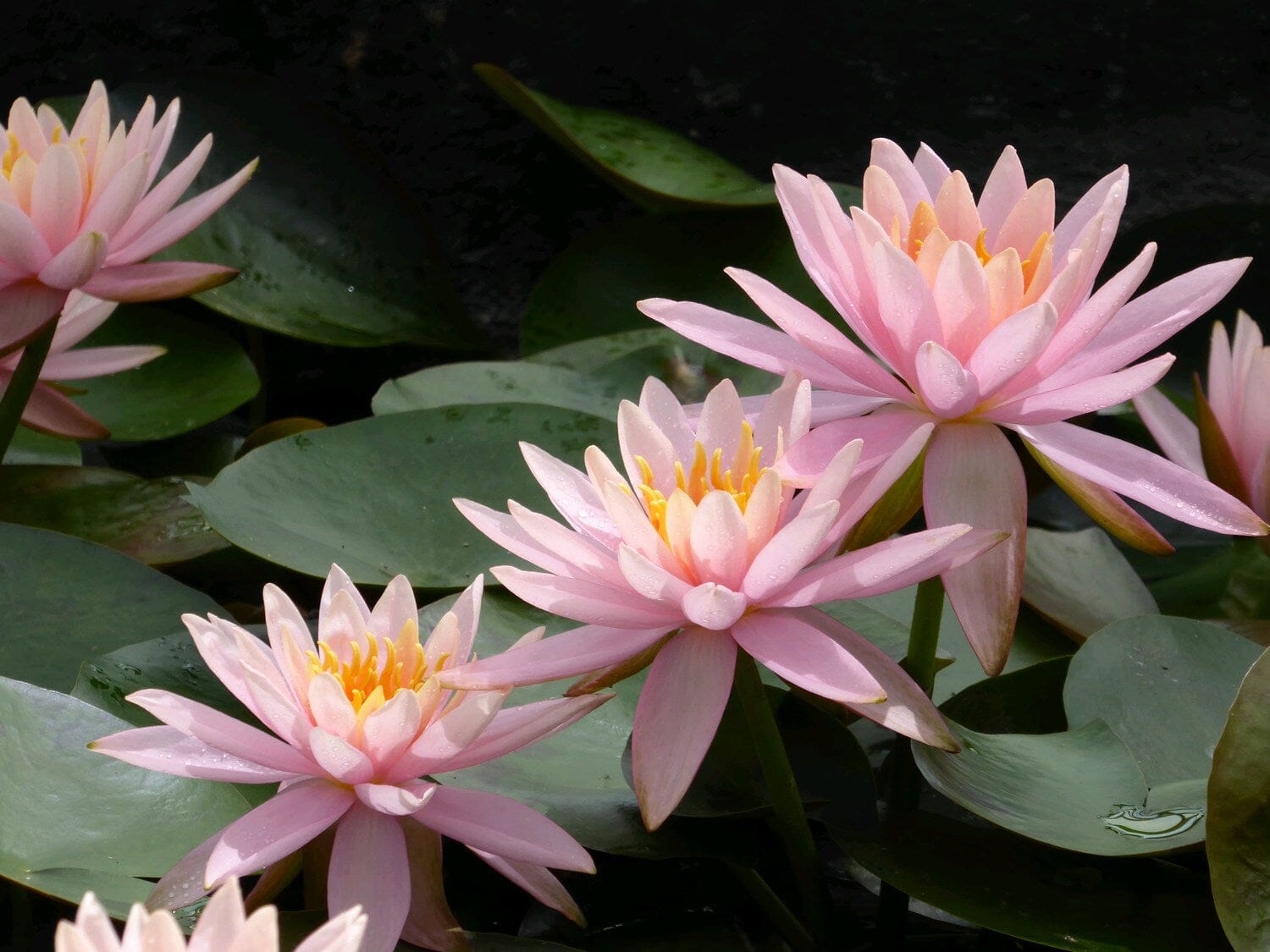 Nymphaea Colorado Aquatic Pond Plant - Water Lily Aquatic Plants