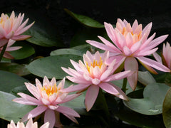 Nymphaea Colorado Aquatic Pond Plant - Water Lily Aquatic Plants