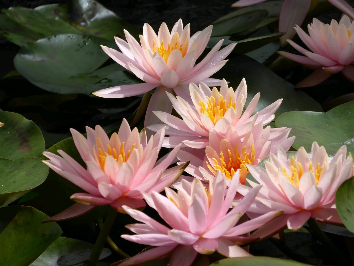 Nymphaea Colorado Aquatic Pond Plant - Water Lily Aquatic Plants