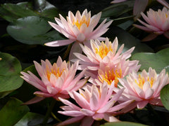 Nymphaea Colorado Aquatic Pond Plant - Water Lily Aquatic Plants
