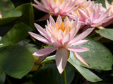 Nymphaea Colorado Aquatic Pond Plant - Water Lily Aquatic Plants