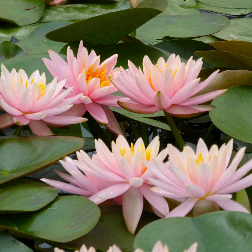 Nymphaea Colorado Aquatic Pond Plant - Water Lily Aquatic Plants