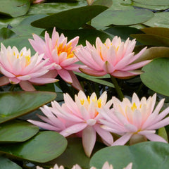 Nymphaea Colorado Aquatic Pond Plant - Water Lily Aquatic Plants