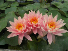 Nymphaea Colorado Aquatic Pond Plant - Water Lily Aquatic Plants