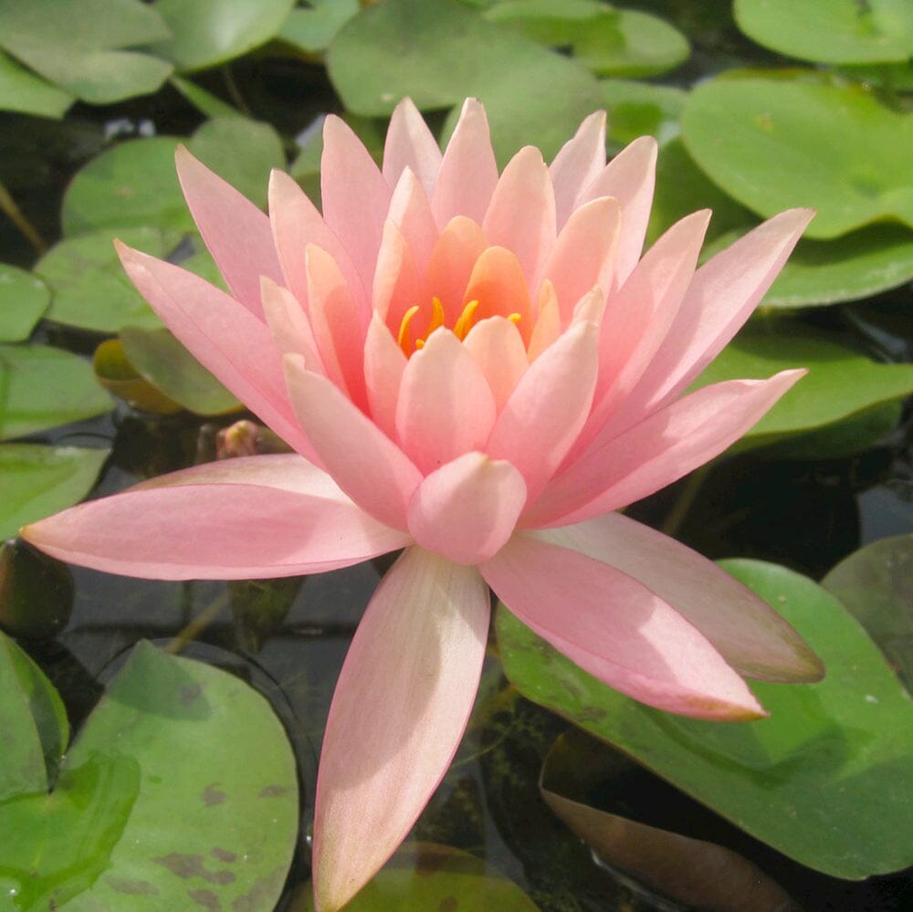 Nymphaea Colorado Aquatic Pond Plant - Water Lily Aquatic Plants