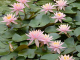 Nymphaea Colorado Aquatic Pond Plant - Water Lily Aquatic Plants