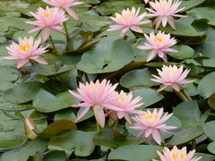Nymphaea Colorado Aquatic Pond Plant - Water Lily Aquatic Plants