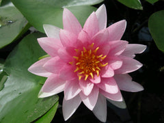 Nymphaea Darwin Hollandia Aquatic Pond Plant - Water Lily Aquatic Plants