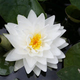 Nymphaea Gonnere Aquatic Pond Plant - Water Lily