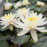 Nymphaea Inner Light Aquatic Pond Plant - Water Lily