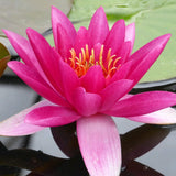 Nymphaea James Brydon Aquatic Pond Plant - Water Lily