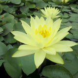 Nymphaea Joey Tomocik Aquatic Pond Plant - Water Lily