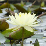 Nymphaea Joey Tomocik Aquatic Pond Plant - Water Lily Aquatic Plants