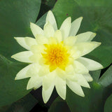 Nymphaea Lemon Mist Aquatic Pond Plant - Water Lily