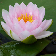 Nymphaea Madame Wilfron Gonnere Aquatic Pond Plant - Water Lily Aquatic Plants