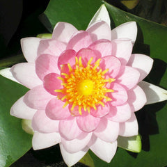 Nymphaea Madame Wilfron Gonnere Aquatic Pond Plant - Water Lily Aquatic Plants