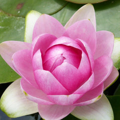 Nymphaea Madame Wilfron Gonnere Aquatic Pond Plant - Water Lily Aquatic Plants