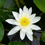 Nymphaea Marliacea Albida Aquatic Pond Plant - Water Lily Aquatic Plants