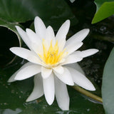 Nymphaea Marliacea Albida Aquatic Pond Plant - Water Lily