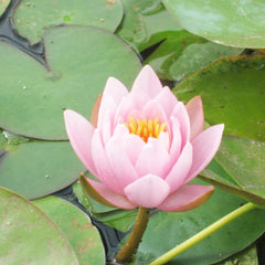 Nymphaea Marliacea Rosea Aquatic Pond Plant - Water Lily Aquatic Plants