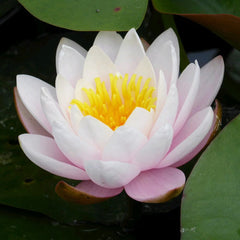 Nymphaea Marliacea Rosea Aquatic Pond Plant - Water Lily Aquatic Plants