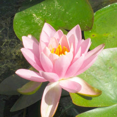 Nymphaea Odorata Firecrest Aquatic Pond Plant - Water Lily Aquatic Plants