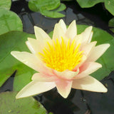Nymphaea Paul Hariot Aquatic Pond Plant - Water Lily