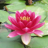 Nymphaea Perry's Baby Red Aquatic Pond Plant - Water Lily