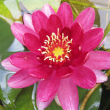 Nymphaea Perry's Baby Red Aquatic Pond Plant - Water Lily Aquatic Plants