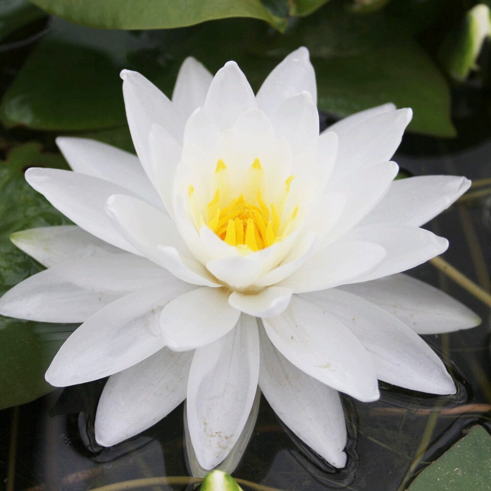 Nymphaea Perry's Double White Aquatic Pond Plant - Water Lily Aquatic Plants