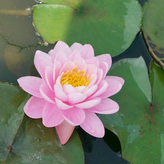 Nymphaea Pink Peony Aquatic Pond Plant - Water Lily Aquatic Plants