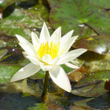 Nymphaea Pygmaea Helvola Aquatic Pond Plant - Water Lily